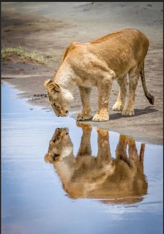 Self Reflection
